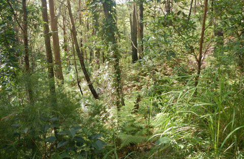 Gap Beach Walking Track - Gold Coast Attractions 0