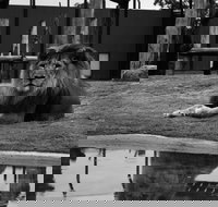 Hunter Valley Zoo - Gold Coast Attractions