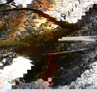 Jamieson Significant Trees - Gold Coast Attractions