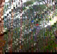 Kinglake Forest Adventures - Gold Coast Attractions