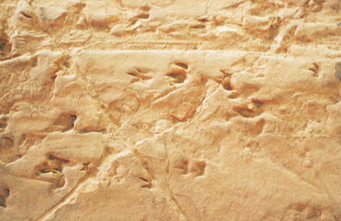 Lark Quarry Conservation Park - Gold Coast Attractions 2