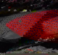 Maori Wrasse Bommie Dive Site - Gold Coast Attractions