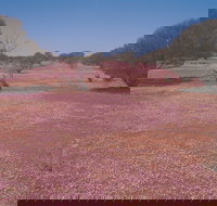 Meekatharra - Gold Coast Attractions