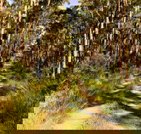 Mining Road Fire Trail Old Gibber Road Rire Trail - Gold Coast Attractions