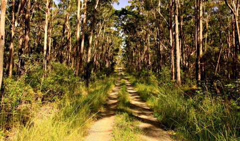 Mining Road Fire Trail, Old Gibber Road Rire Trail - Gold Coast Attractions 0