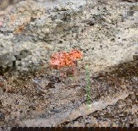 Moorooduc Quarry Walk  Stairs Circuit