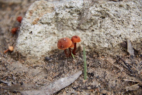 Moorooduc Quarry Walk & Stairs Circuit - Gold Coast Attractions 0