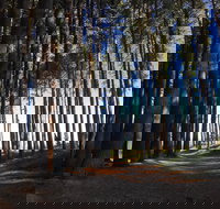 Mountain Bike Trails Tumbarumba - Gold Coast Attractions