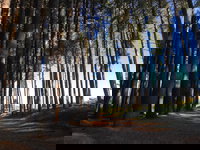 Mountain Bike Trails Tumbarumba