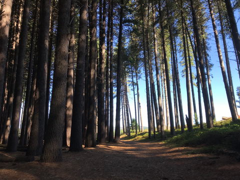 Mountain Bike Trails Tumbarumba - Gold Coast Attractions 0
