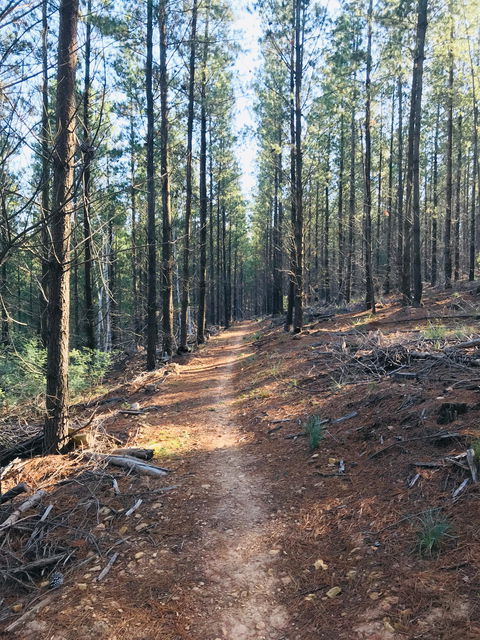 Mountain Bike Trails Tumbarumba - Gold Coast Attractions 1