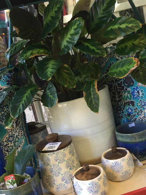 Noreen's Seaside Shop - Gold Coast Attractions 0