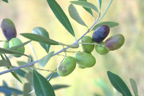 Olives Of Beaulieu - Gold Coast Attractions 2
