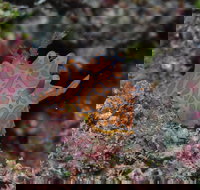 Pelorus and Orpheus Islands - Gold Coast Attractions