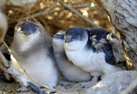 Penguin Island - Gold Coast Attractions 0