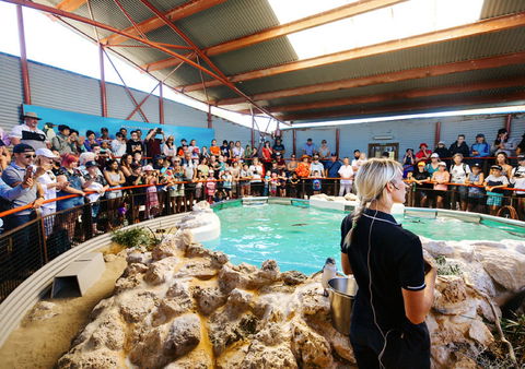 Penguin Island - Gold Coast Attractions 1