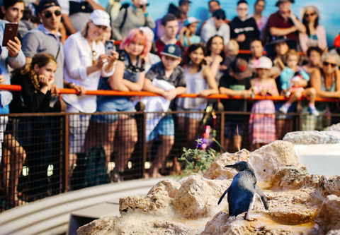 Penguin Island - Gold Coast Attractions 2