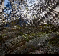 Pheasants Peak Walking Track - Gold Coast Attractions