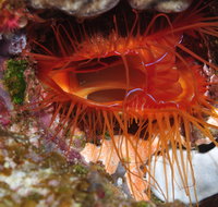Pixie Pinnacle Dive Site - Gold Coast Attractions