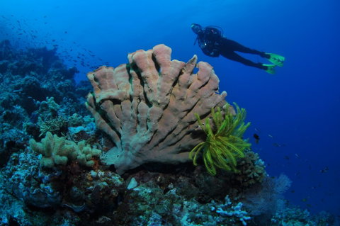 Pixie Pinnacle Dive Site - Gold Coast Attractions 1
