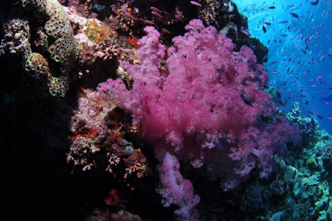 Pixie Pinnacle Dive Site - Gold Coast Attractions 2
