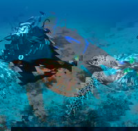 Second Reef Dive Site - Gold Coast Attractions