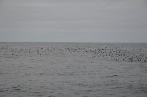 Settlement Point Viewing Platform - Gold Coast Attractions 1