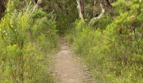 Three Views Walking Track - Gold Coast Attractions 0