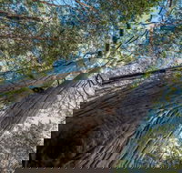 Wallumatta Nature Reserve - Gold Coast Attractions