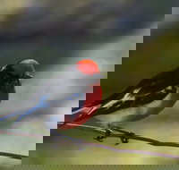 Weddin Bird Trails - Gold Coast Attractions