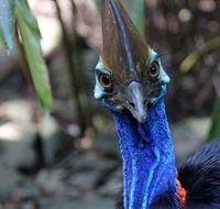 Wildlife Habitat - Gold Coast Attractions