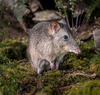 Wildlife Wonders - Gold Coast Attractions