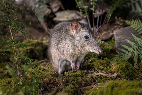 Wildlife Wonders - Gold Coast Attractions 0