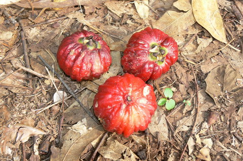 Window On The Wetlands - Gold Coast Attractions 1