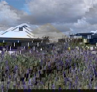 Amandine Lavender - Gold Coast Attractions