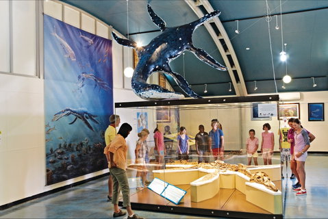 Australian Dinosaur Trail - Gold Coast Attractions 1