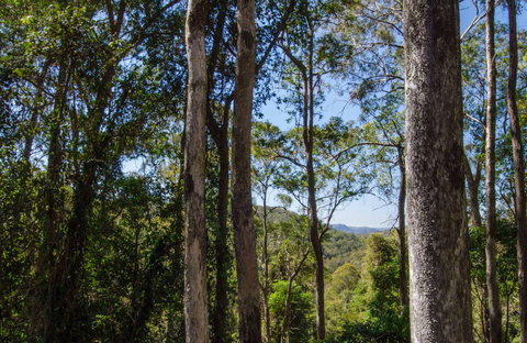 Basin Loop Track - Gold Coast Attractions 0