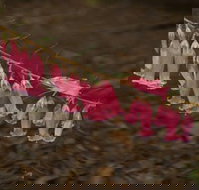 Belgrave - Gold Coast Attractions