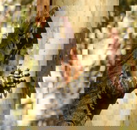 Blue Gum Hills Regional Park - Gold Coast Attractions