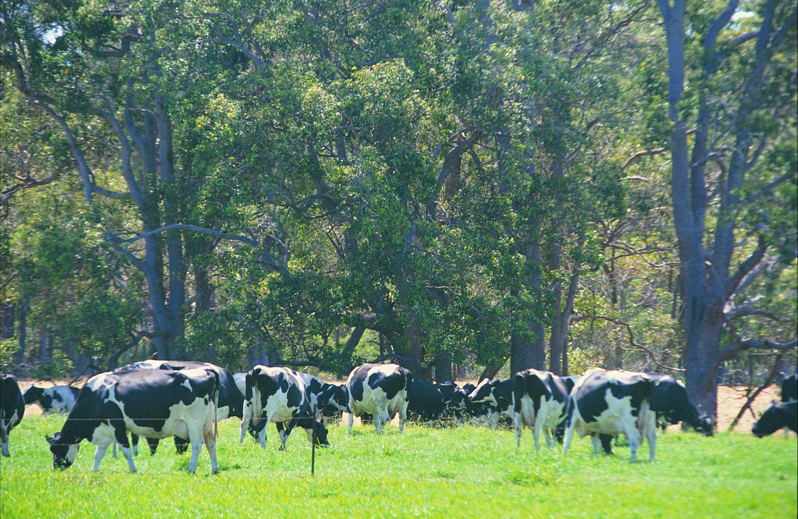 Stratham WA Gold Coast Attractions