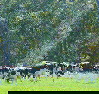 Boyanup - Gold Coast Attractions