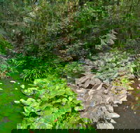 Brindle Creek Picnic Area - Gold Coast Attractions