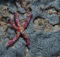 Clam Gardens Dive Site - Gold Coast Attractions