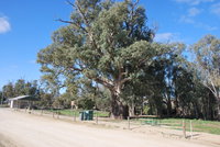 Giant Gum Tree