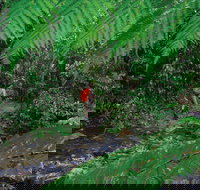 Goldsborough Valley Wooroonooran National Park - Gold Coast Attractions