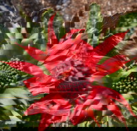 Inverawe Native Gardens - Gold Coast Attractions