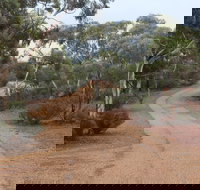 Karlkurla Bushland Park - Gold Coast Attractions