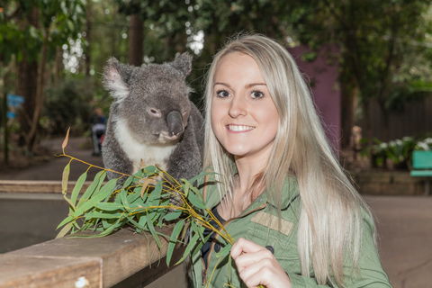 Koala Park Sanctuary - Gold Coast Attractions 0