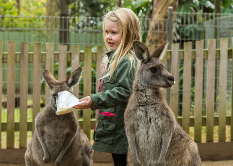 Koala Park Sanctuary - Gold Coast Attractions 1