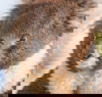 Kyabram Fauna Park - Gold Coast Attractions